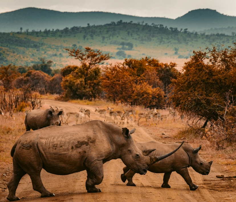 Safari Adventure